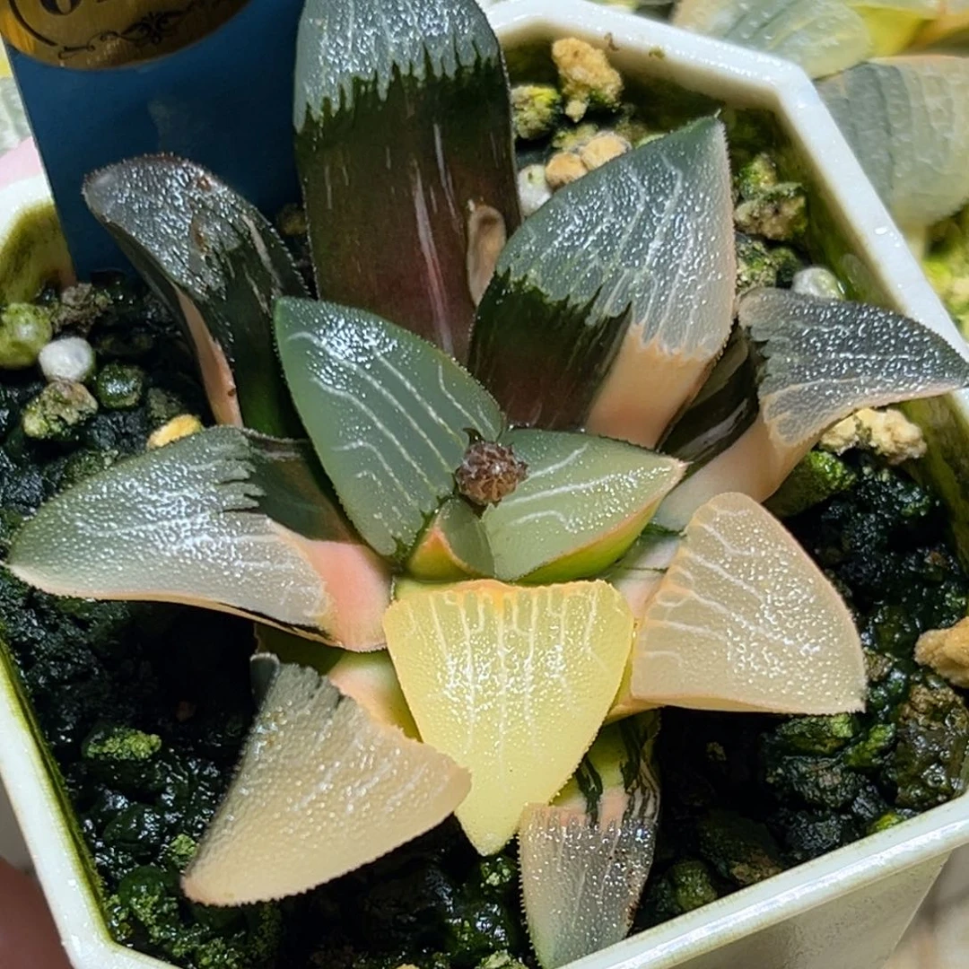 恭喜发财大吉大利0226大型克锦