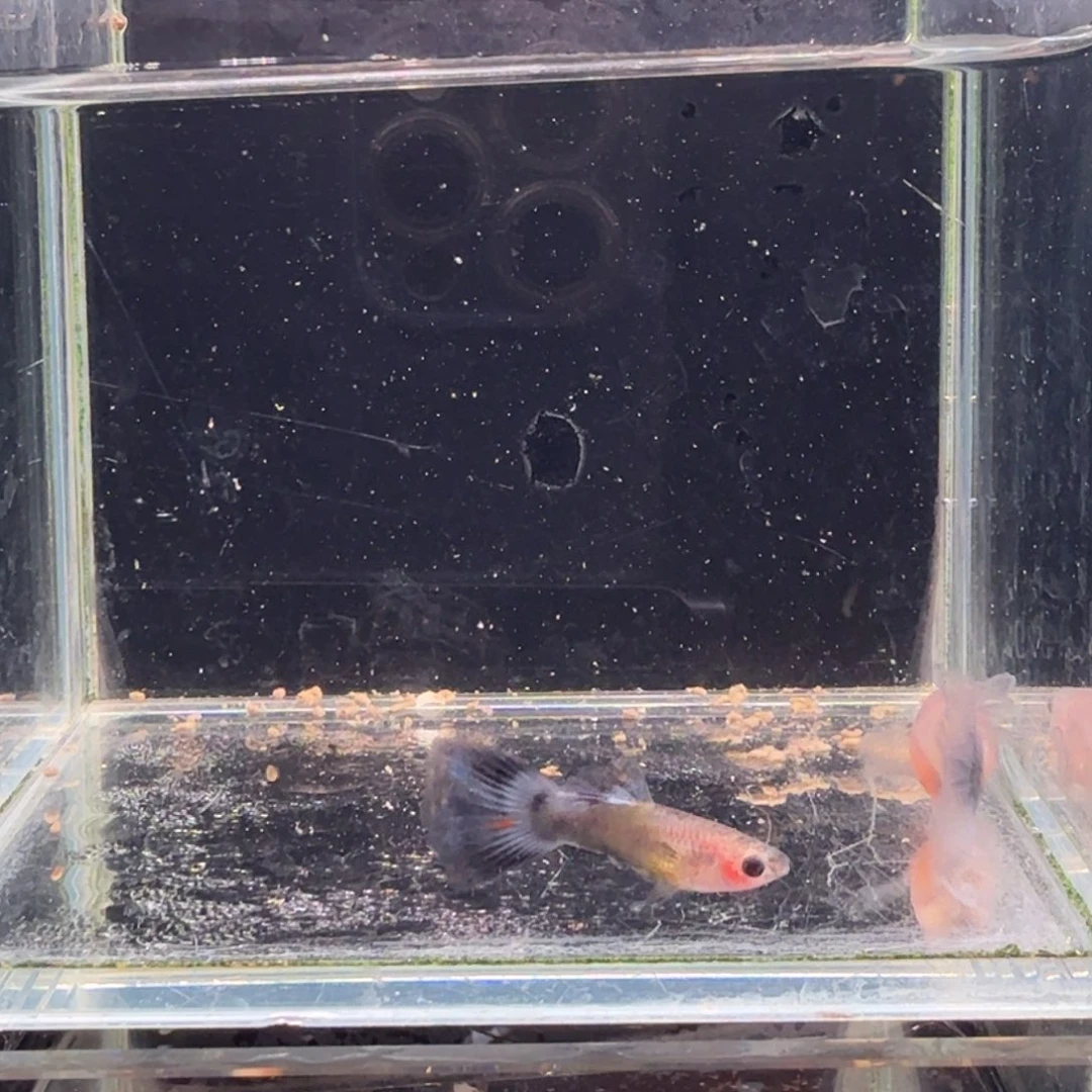 孔雀鱼蓝礼服玻璃猫缎带1对