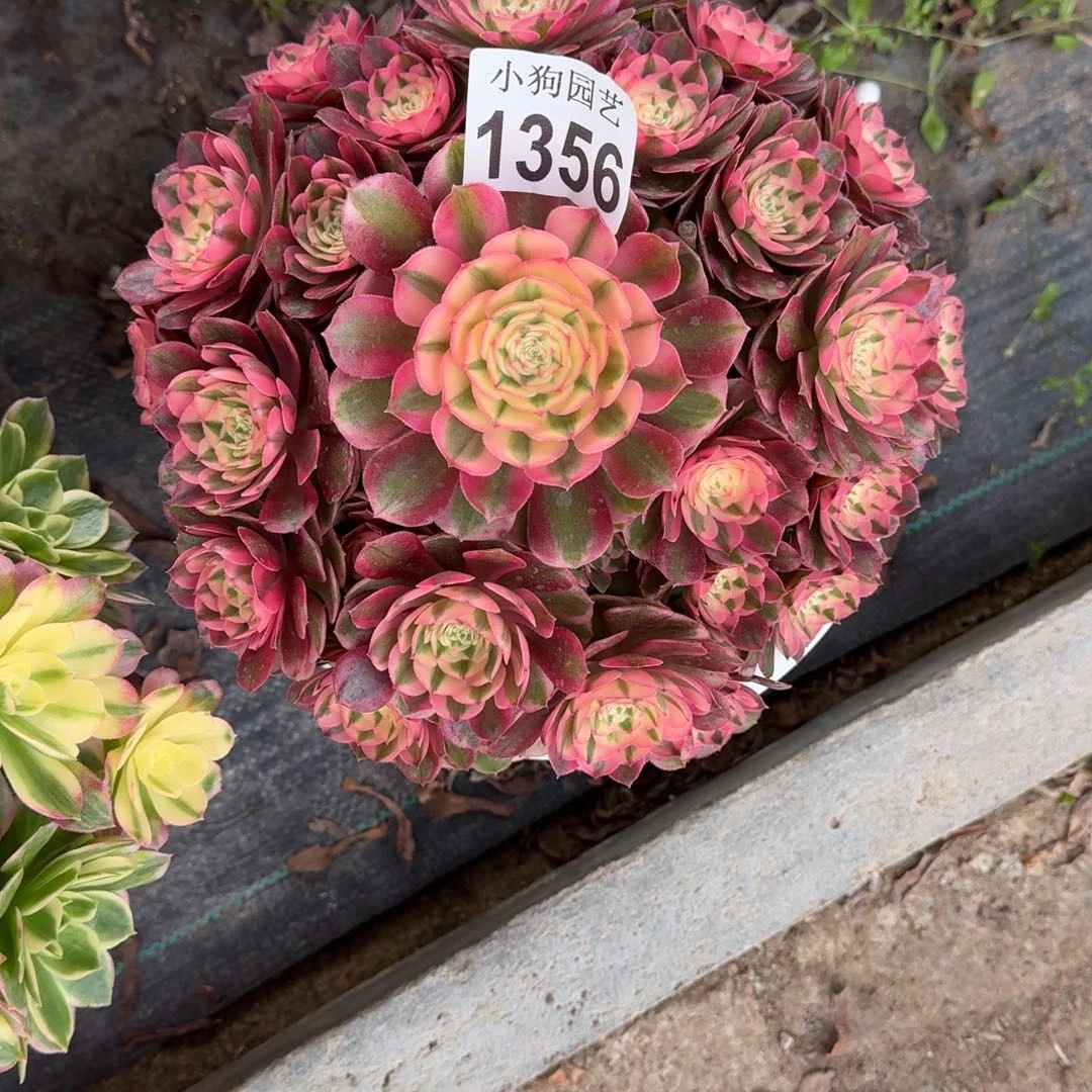 一***⑦荔枝多肉植物1356寄养