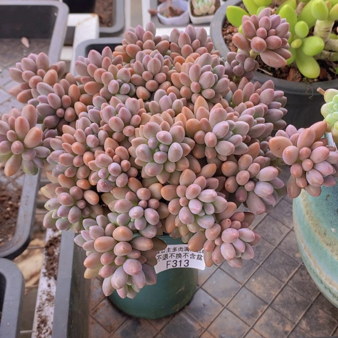 星戴露15cm313多肉植物