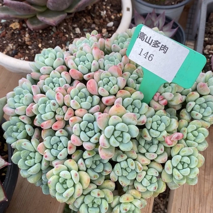 D146- 直播福利 劳尔捧花