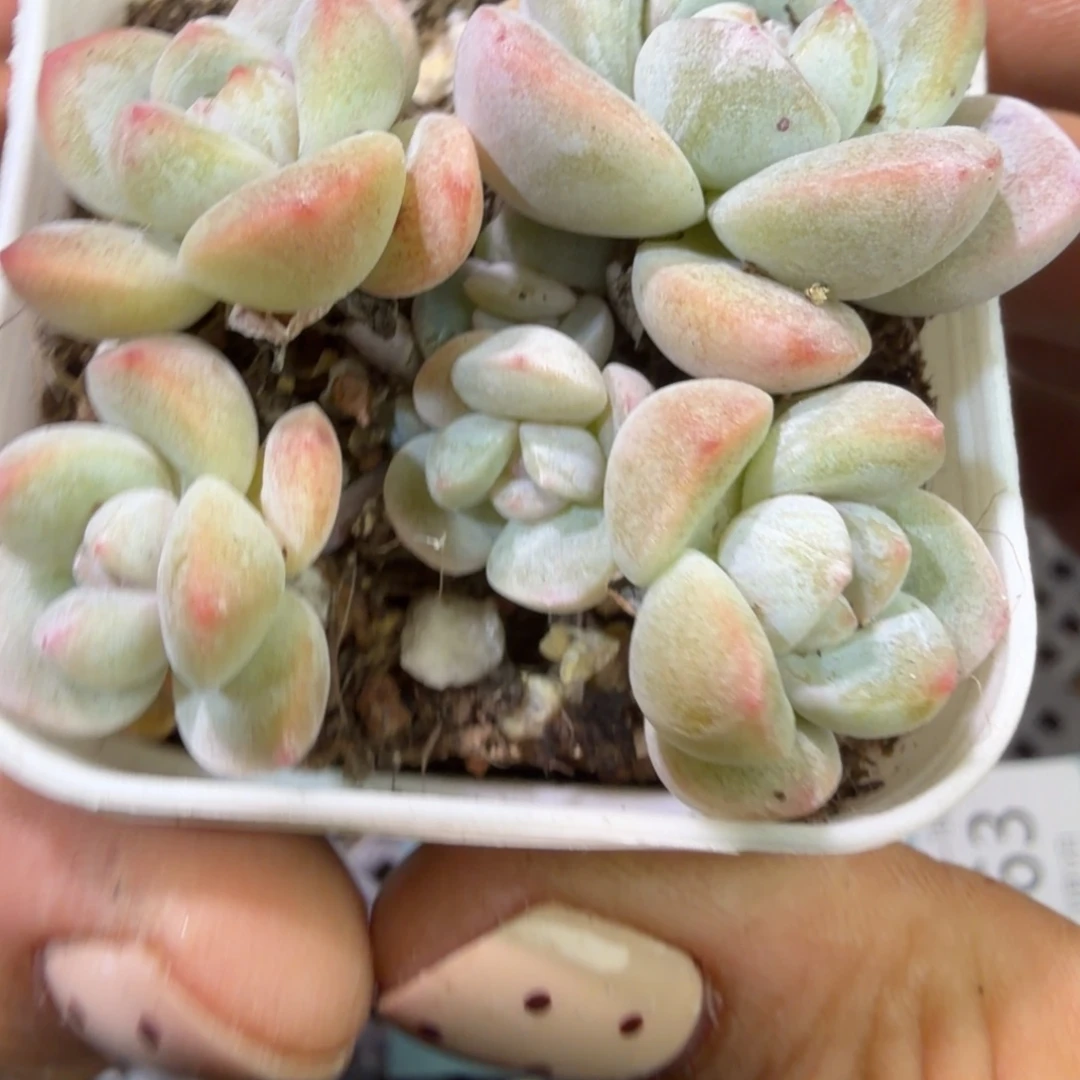 161 号一物一拍到手1框