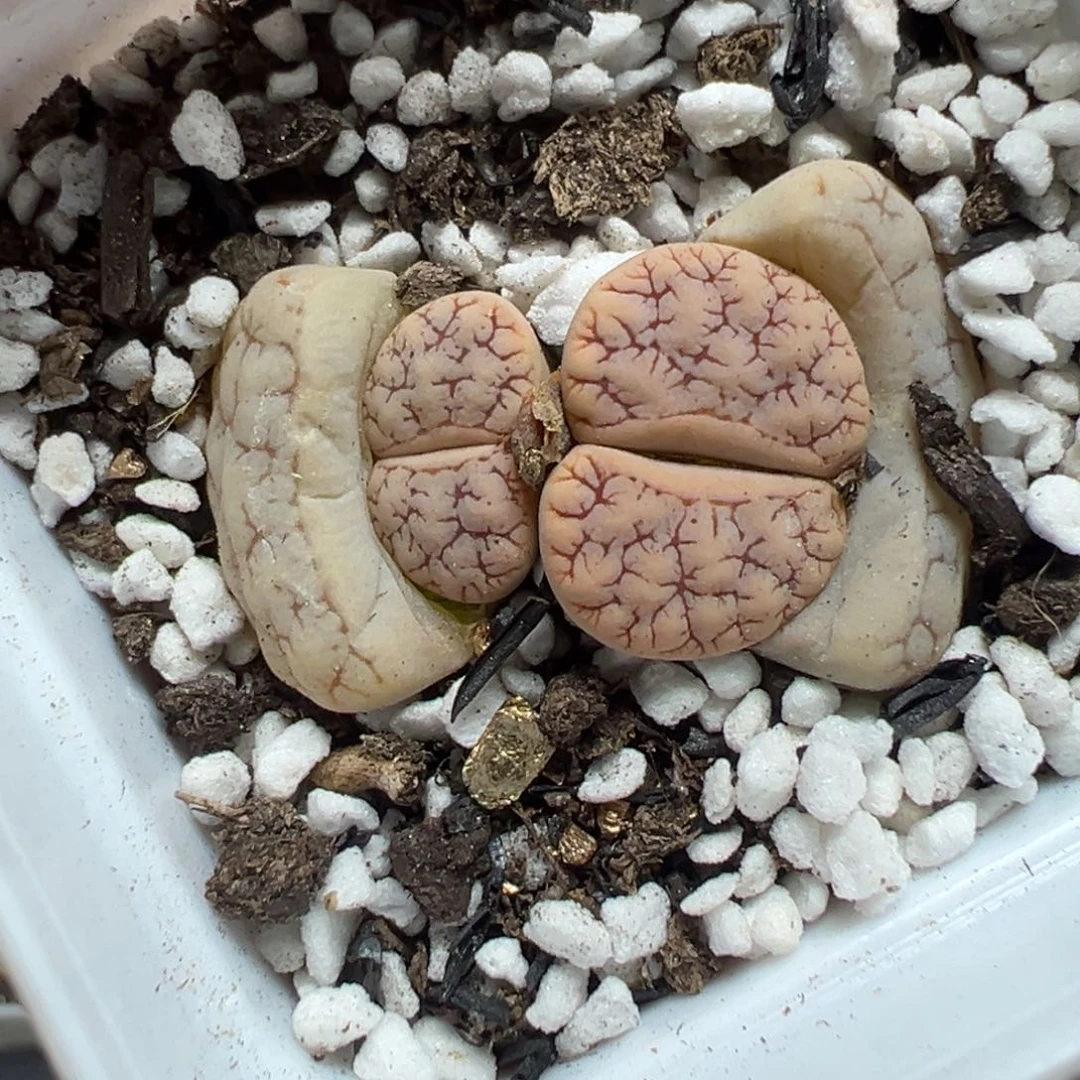 【闪购商品】757……