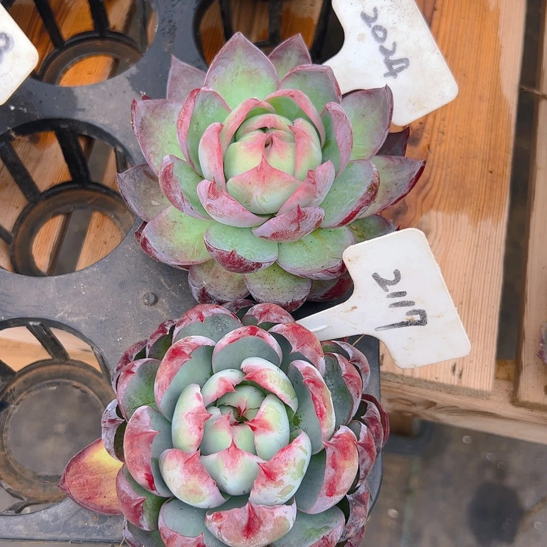 惊鸿仙子2024.2117号