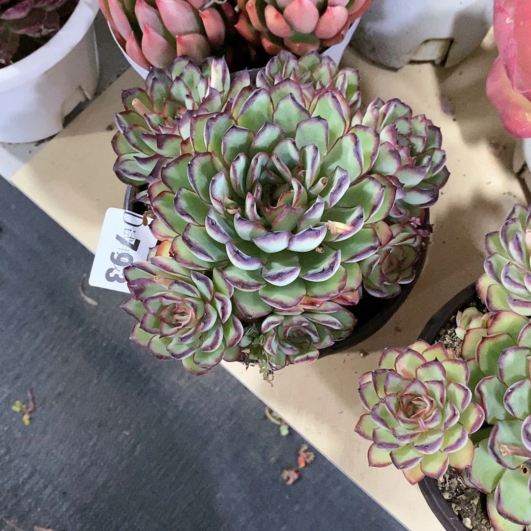 彼***…793林隐多肉植物