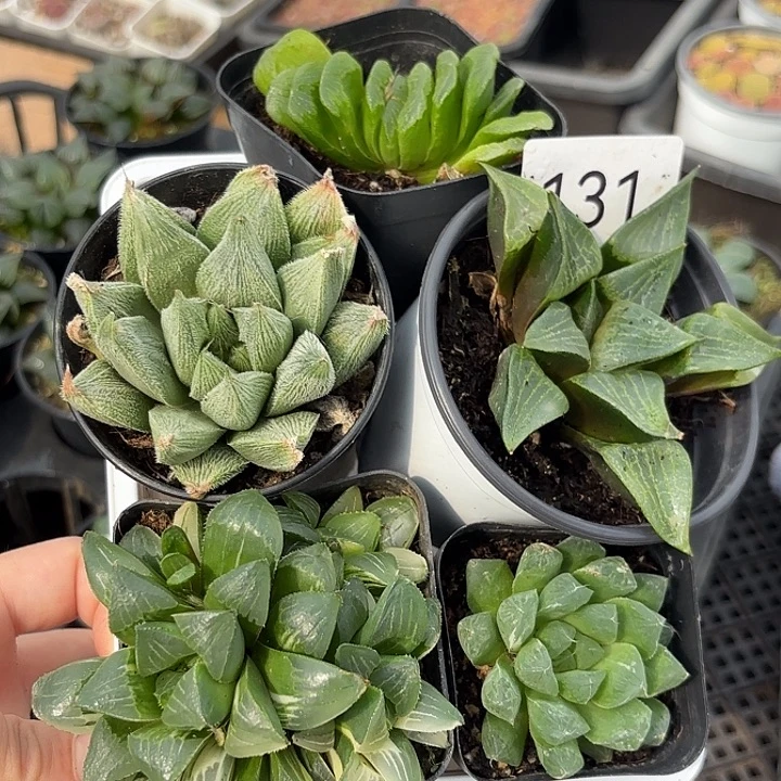 131一筐玉露带盆土发货