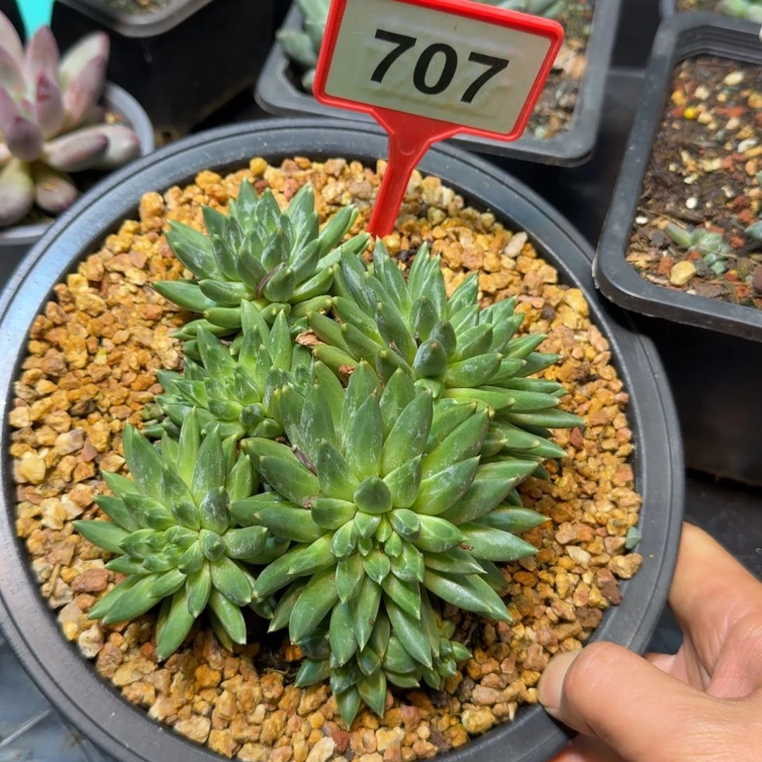 多肉植物陨石群707