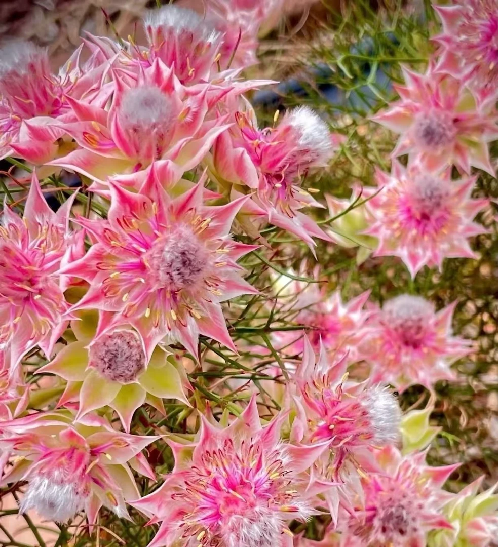 【新娘花】-女神节-情人节鲜花礼物-可做干花