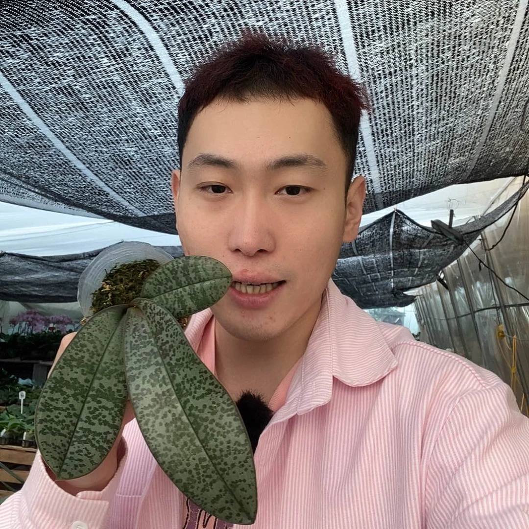 无花朵领带西福利