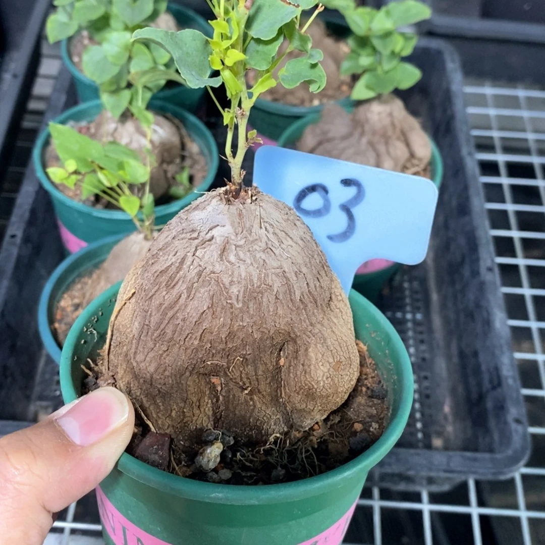 象足龟甲龙多肉植物