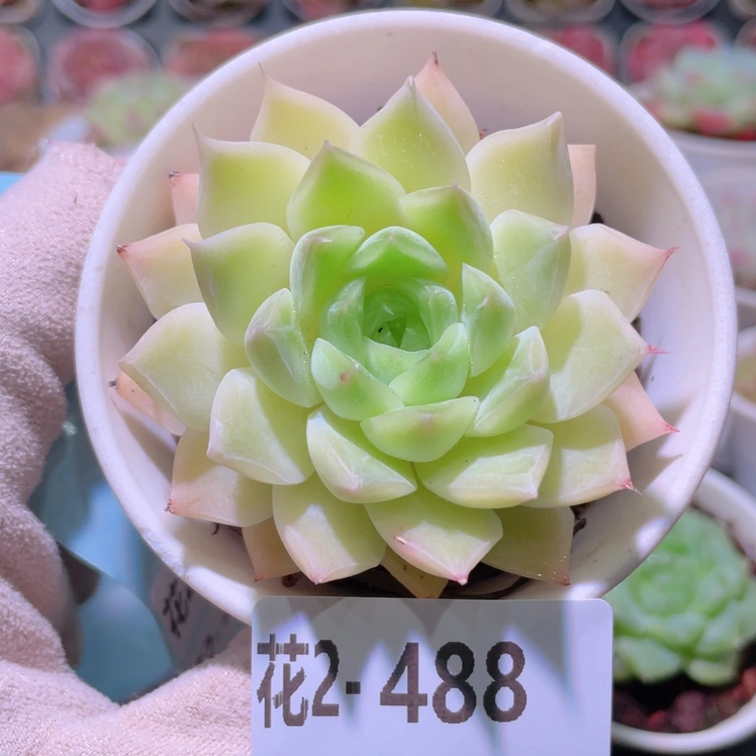 花利美2-488麦秆单头