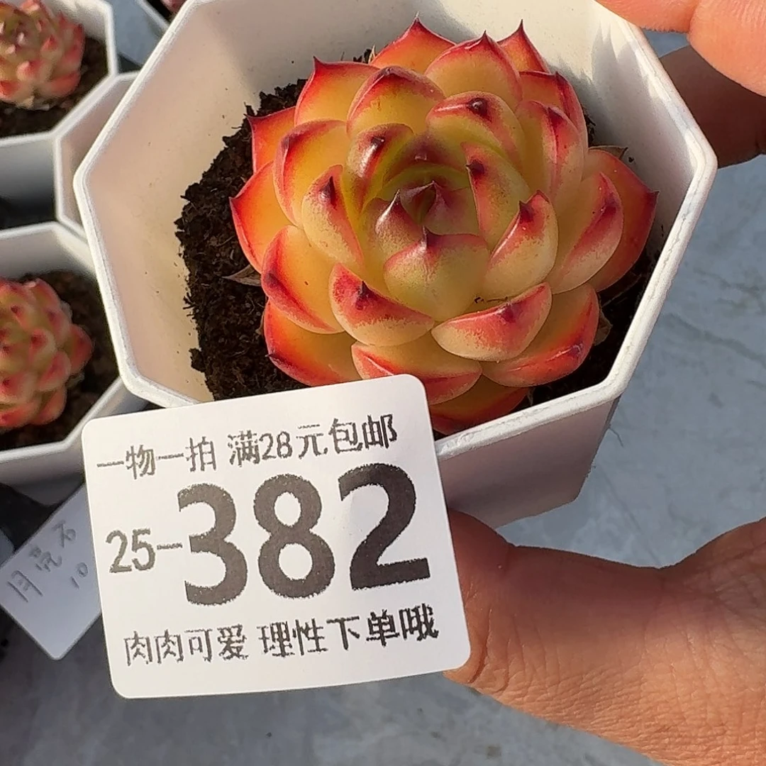 月亮石无盆土发货