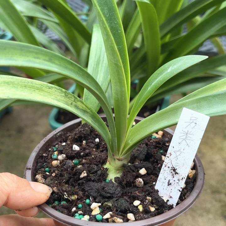 无花朵另类女孩3厘米