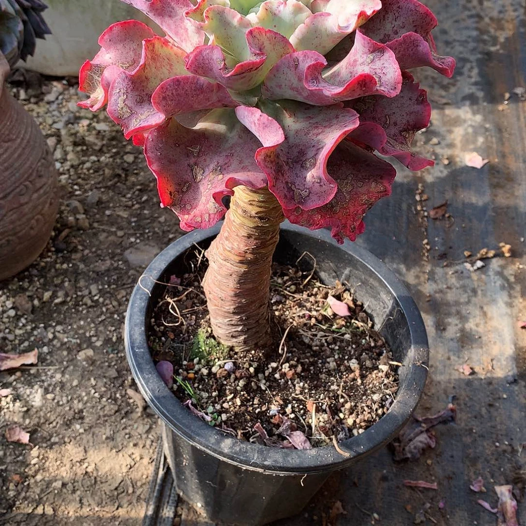 高沙多肉一物一拍