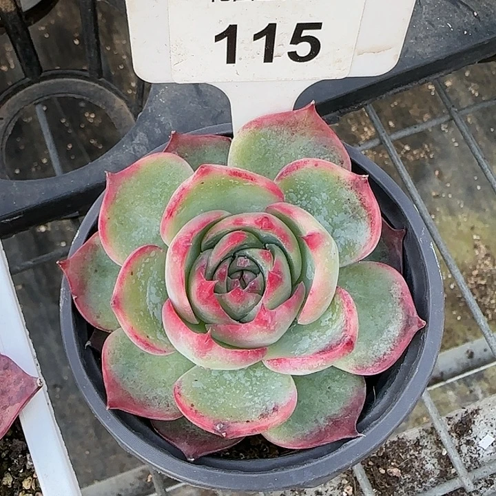115 惊鸿仙子多肉植物6-9cm