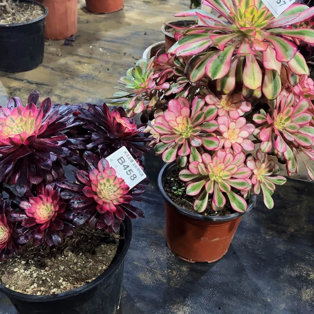 老*多肉457458香奈儿月亮女神两颗