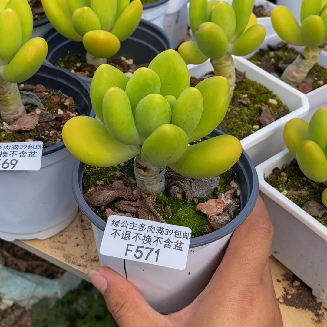 571金蟾芒果奶多肉6c m