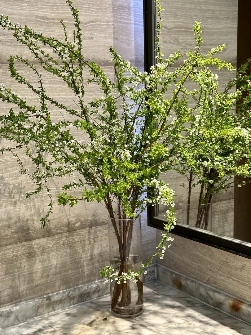 库尔勒同城鲜花【雪柳】