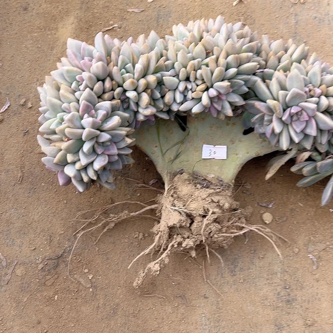 希***文30号淡雪缀化一物一拍