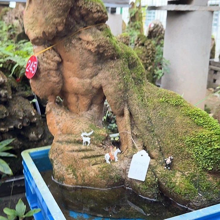 天然吸水石 去来看看