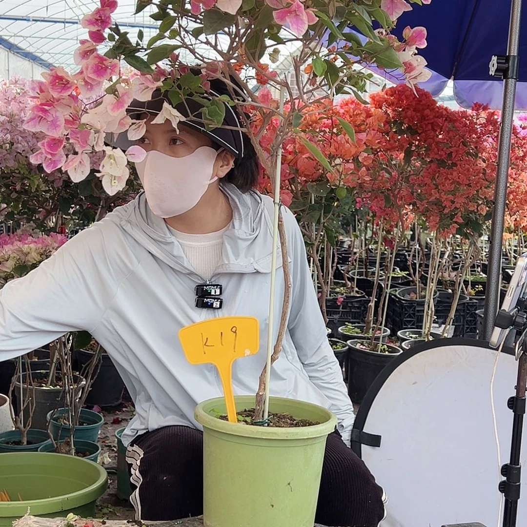 琥***珀大部分花苞少量开放K19漳红樱