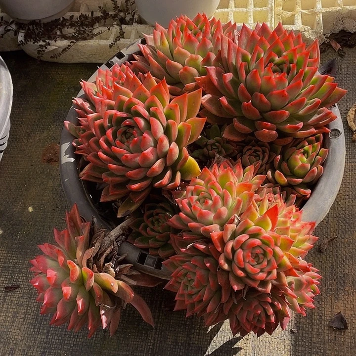 红老虎带盆土老桩不包整39.8