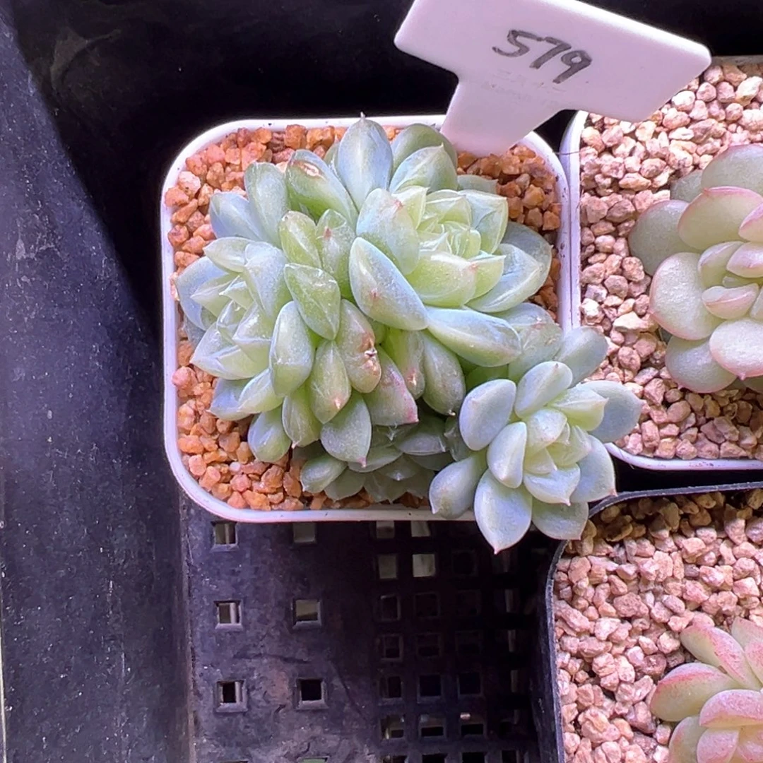 人***花579号泼天富贵4头