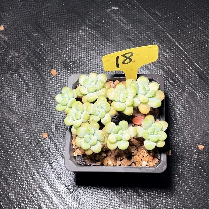 香水落神18号码牌子的话