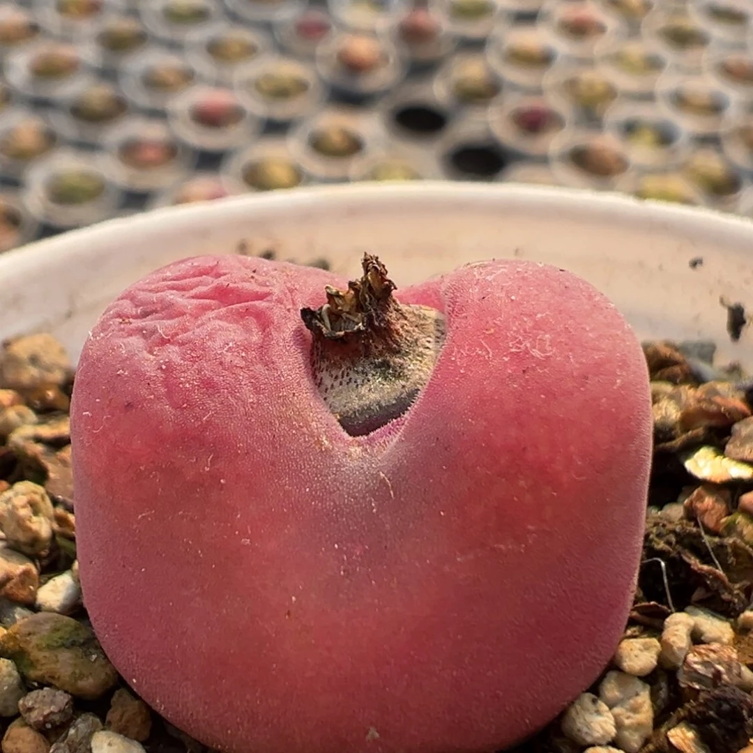 84多肉植物百科知识