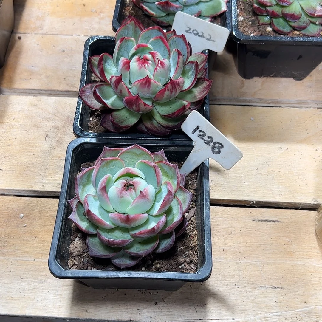 惊鸿仙子1228.2022号