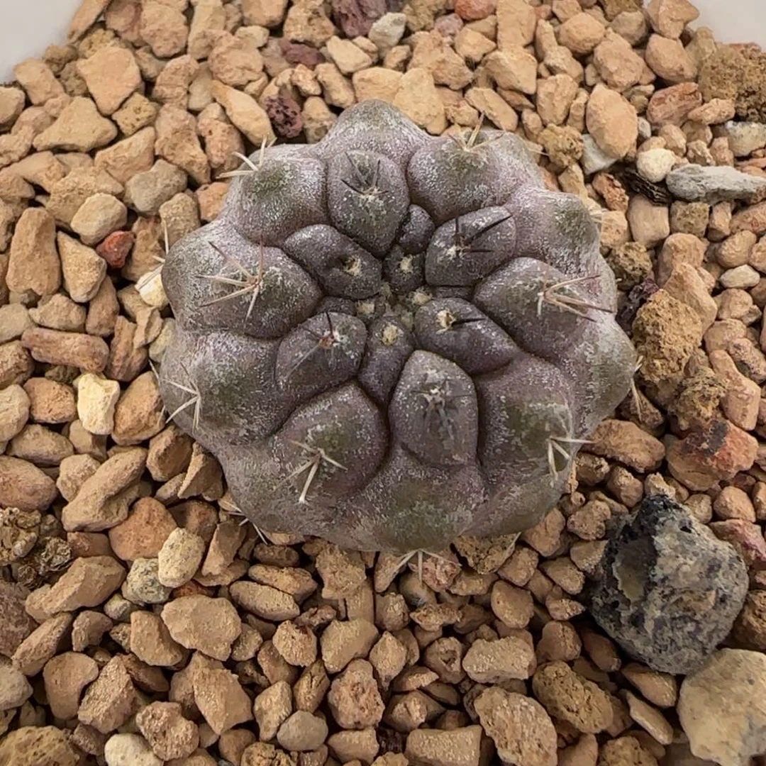 017实生冥王丸多肉2.5