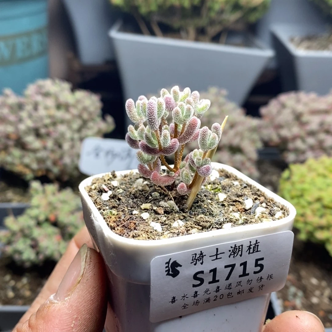 1715实生精控优选冰晶