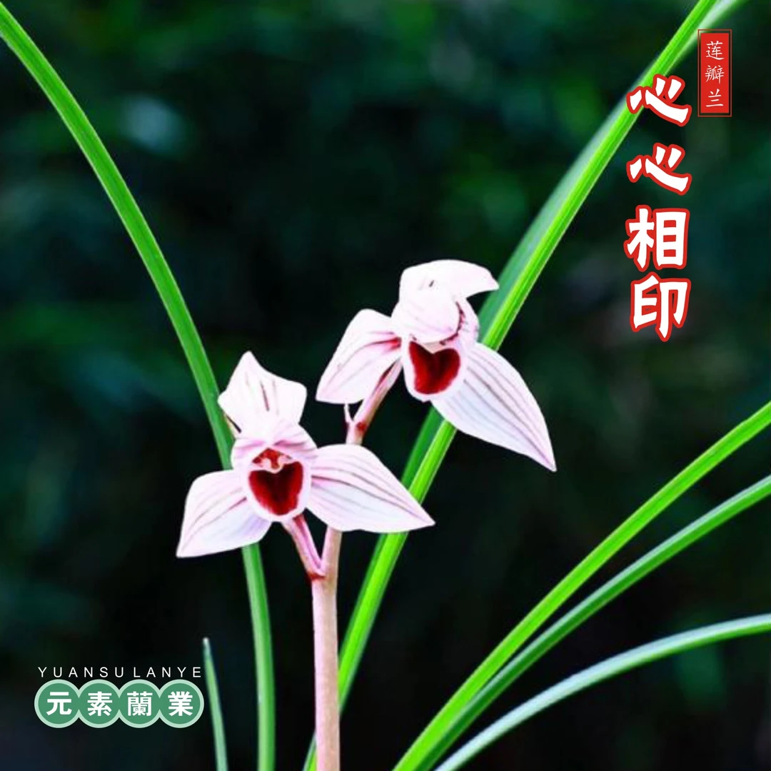 【心心相印】—元素推荐莲瓣兰国兰自然种植家庭养兰基地直发