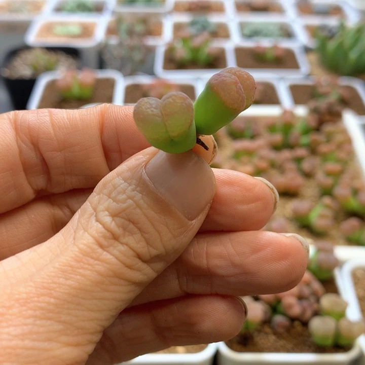 s*i专拍专拍 肉锥植物