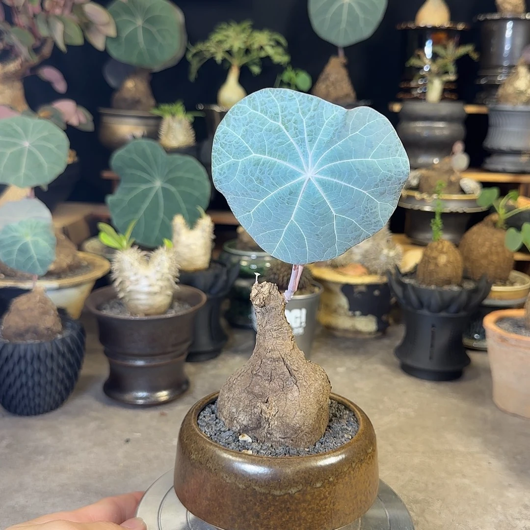 一物一拍老家一叶龟