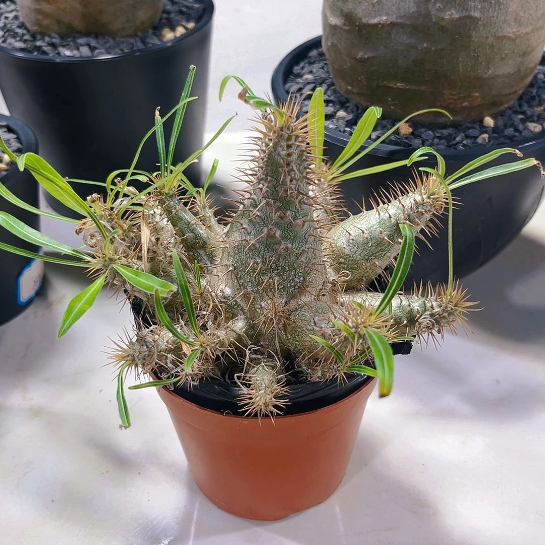 用****意群生象牙宫带盆