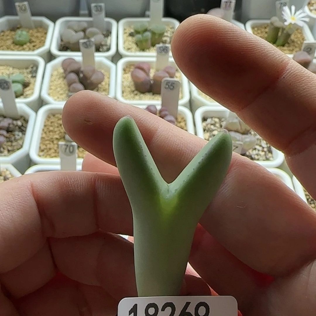 【闪购商品】18269