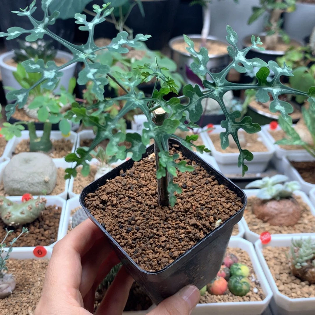 宝石蓝雪花西番莲带盆多肉