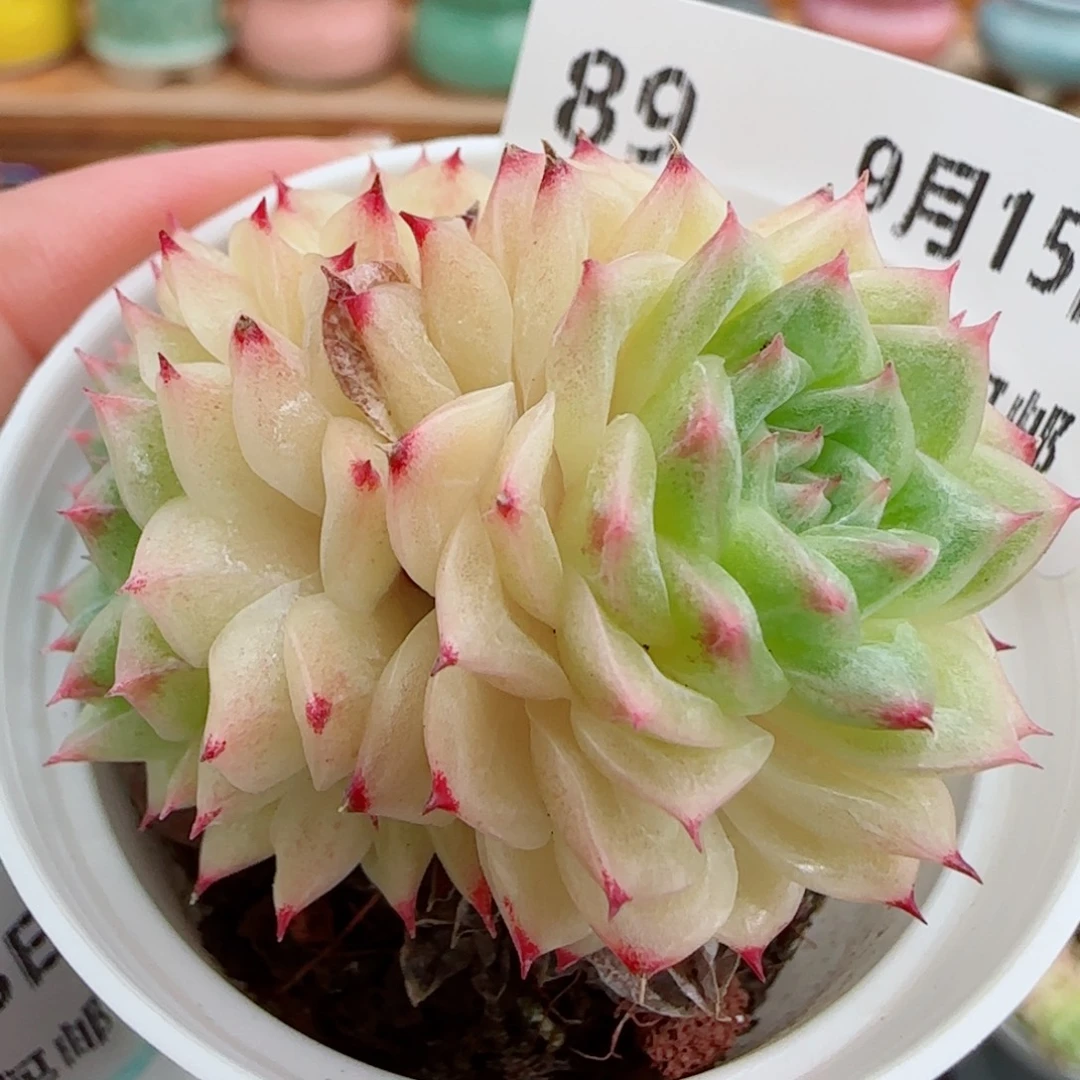 花语逸镜0915-89散