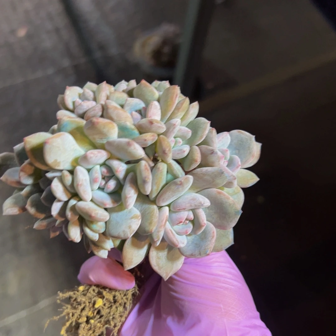 新年快乐 新年快乐 新年快乐