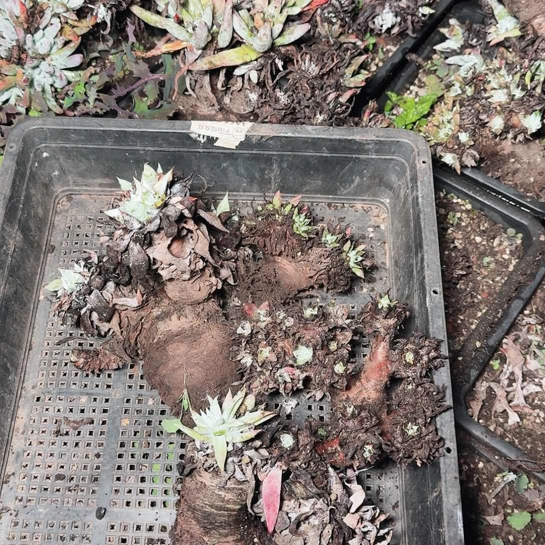 1343瑕疵四颗多肉