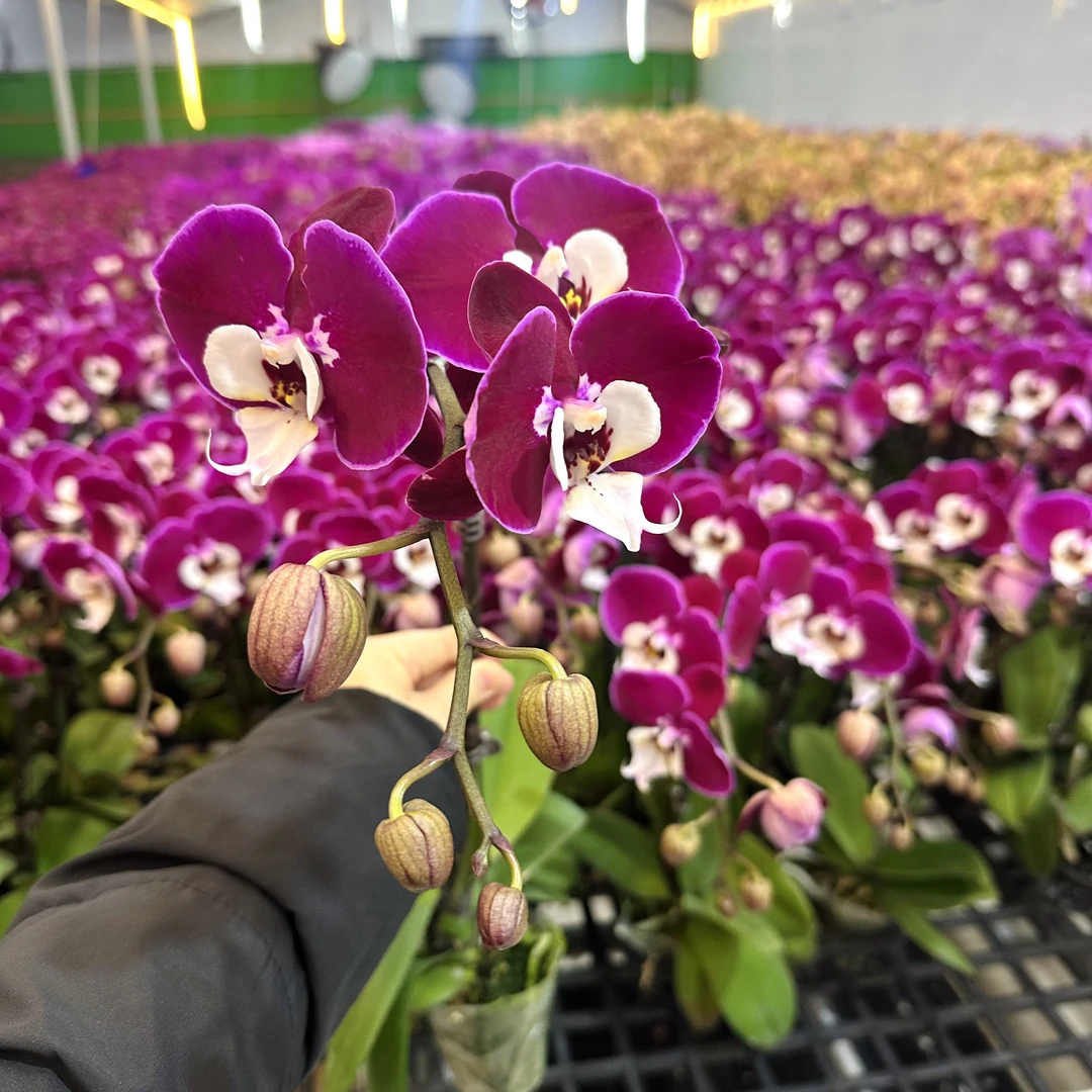 锦顺《米歇尔》紫花白心 系蝴蝶兰  带花带花苞  四季花 基地直发