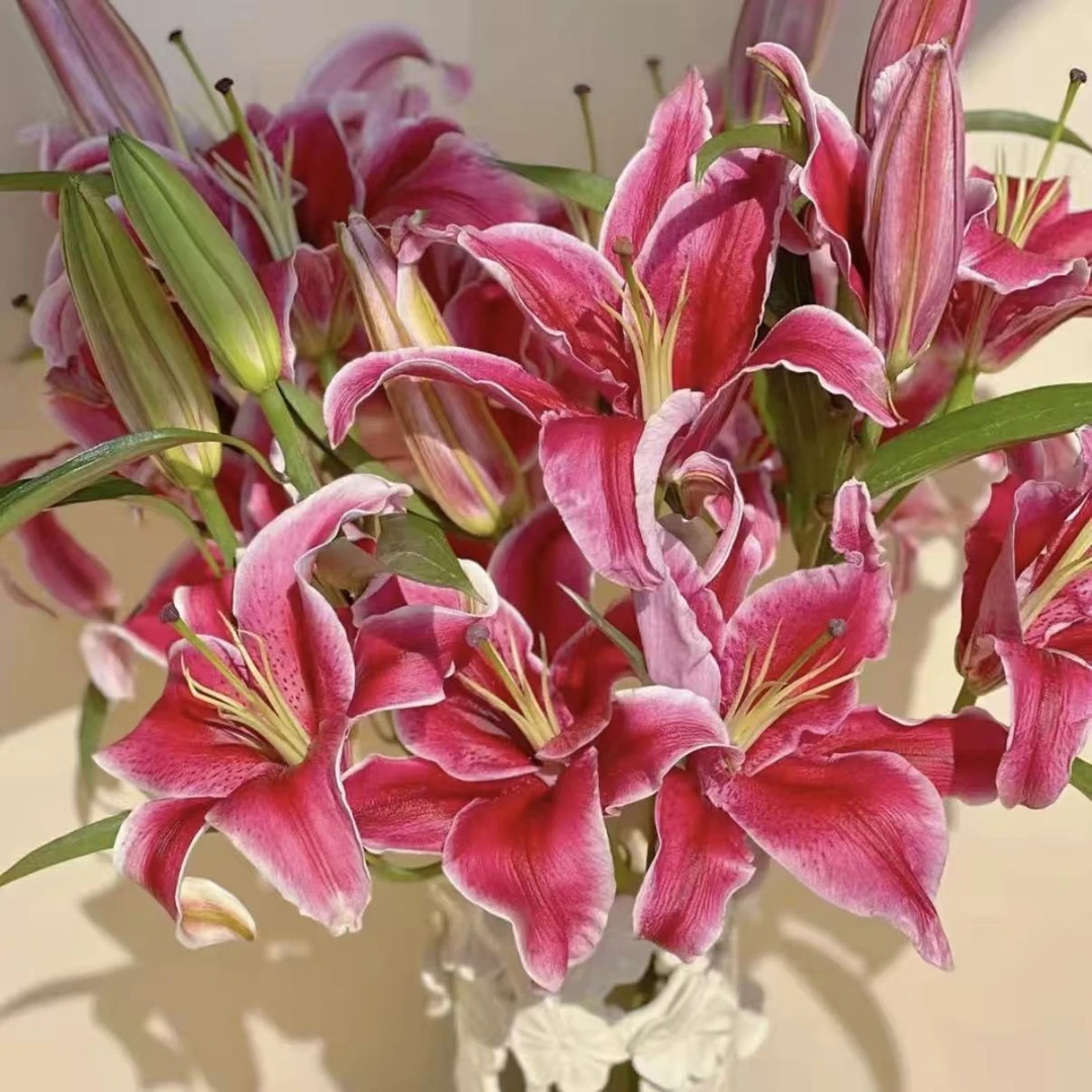 香水百合【星光】开花有香味室内盆栽带花带花苞