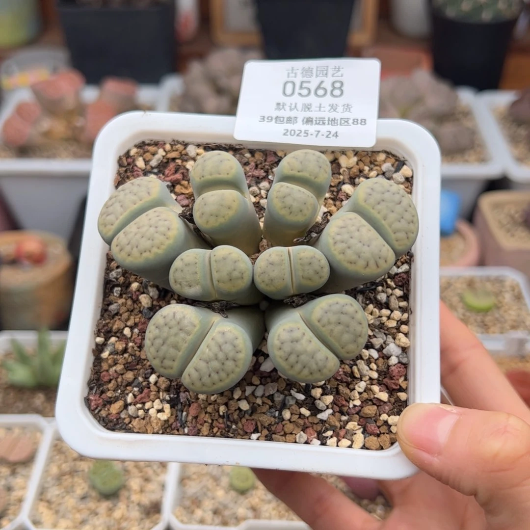 天***爷0568号 一群 多肉植物