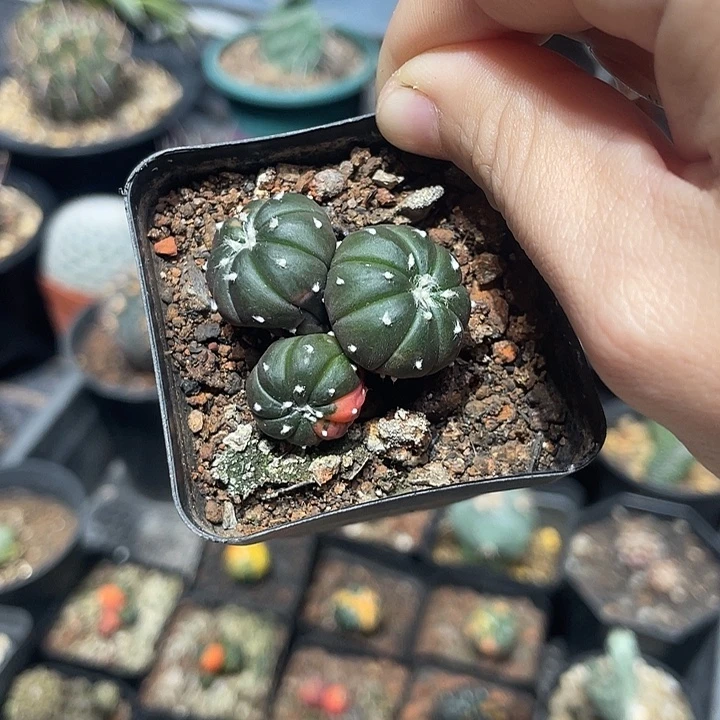 实生三头兜仙人球一颗