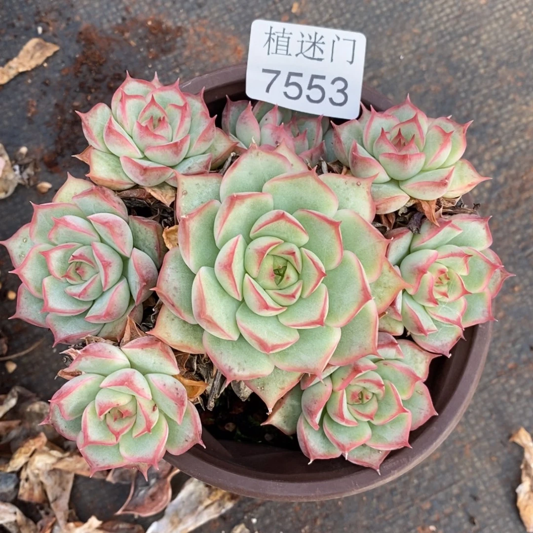 斯***杂交精品多肉7553~12厘米