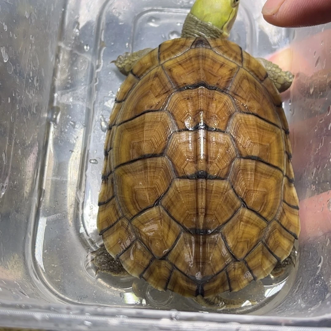 时***的宠物龟不分公母8.8厘米类牙竹叶青