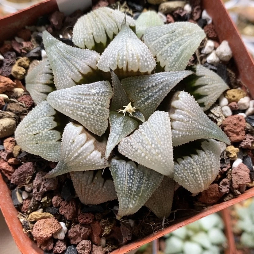 【闪购商品】115铝之星