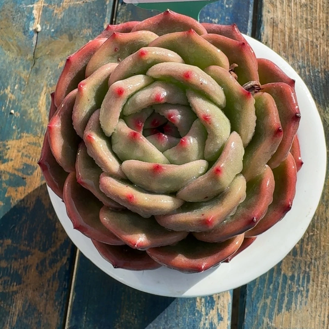 从前慢多肉精选编号1220.86