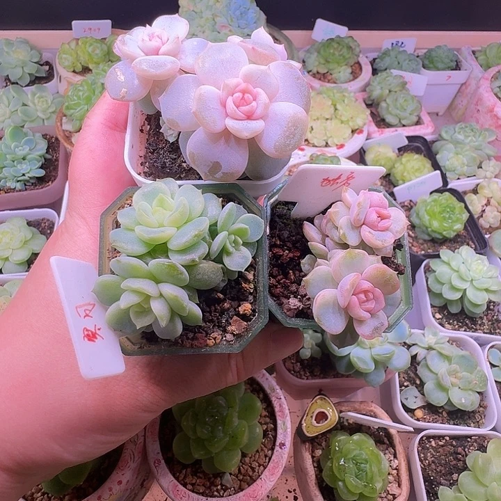 Ky专拍宫花三颗下播福利